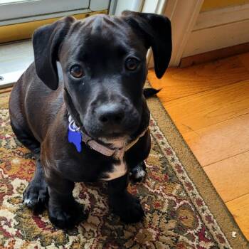 Kettle -  Black Labrador Retriever and Terrier Dog for Adoption in Potomac, Maryland - Kettle | PetCurious