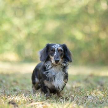 Nate -  Dachshund Dog for Adoption in Lucedale, Mississippi - Nate | PetCurious