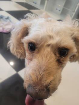 Loui -  Poodle Dog for Adoption in Blue Springs, Missouri - Loui | PetCurious
