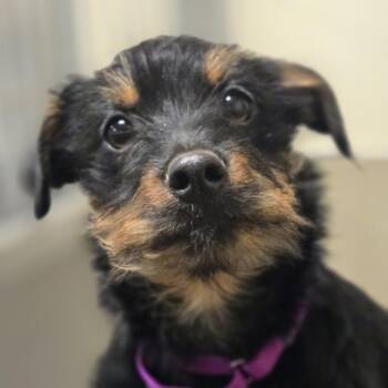 purple collar -  Mixed Breed Dog Available for Adoption in Sonoma, California - Purple Collar | PetCurious