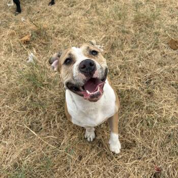 Vegas -  Bulldog Dog for Adoption - Vegas | PetCurious