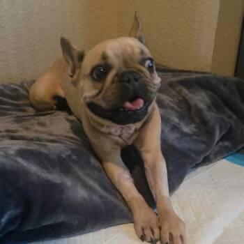 French Toast -  French Bulldog Dog for Adoption in Austin, Texas - French Toast | PetCurious