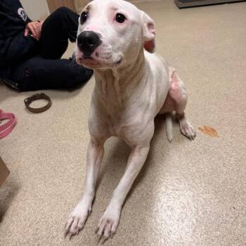 Kaya -  Pit Bull Terrier Dog for Adoption in Bristol, Indiana - Kaya | PetCurious
