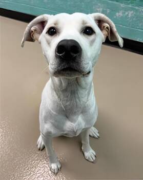 Dipper -  Mixed Breed Dog for Adoption in Nashville, Tennessee - Dipper | PetCurious