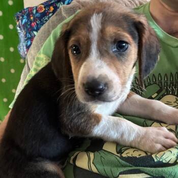 Powerblock -  Hound and Mixed Breed Dog for Adoption in Fredericksburg, Virginia - Powerblock | PetCurious