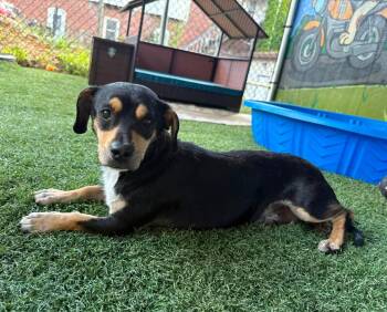 JERRY -  Rat Terrier and Dachshund Dog for Adoption in Vandergrift, Pennsylvania - JERRY | PetCurious