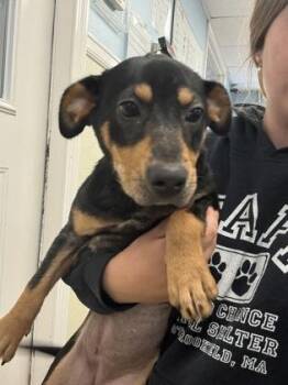 Mollie -  Terrier and Mixed Breed Dog for Adoption in East Brookfield, Massachusetts - Mollie | PetCurious