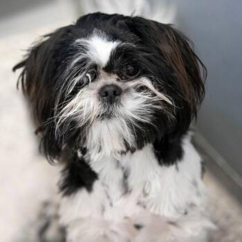 Shih Tzu Dogs Available for Adoption - Kegan(F26-47) | PetCurious