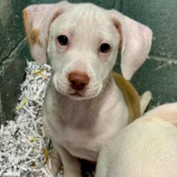 Dachshund and Mixed Breed Dogs Available for Adoption in Wilmington, Delaware - Moseby | PetCurious