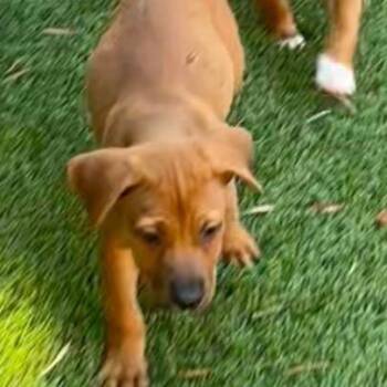 Willow -  Labrador Retriever Dog for Adoption in Escondido, California - Willow | PetCurious