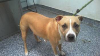 A1265498 -  Pit Bull Terrier Dog for Adoption in Charlotte, North Carolina - A1265498 | PetCurious