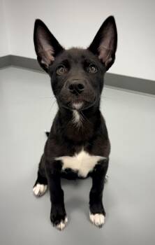 Waffles -  Husky Dog for Adoption in Kalamazoo, Michigan - Waffles | PetCurious