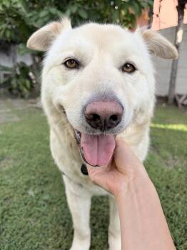 Jindo and Yellow Labrador Retriever Dogs Available for Adoption - Hope | PetCurious