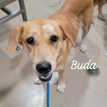 Buda -  Labrador Retriever and Mixed Breed Dog for Adoption in Buchanan Dam, Texas - Buda | PetCurious