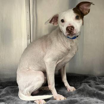 Chihuahua Dogs Available for Adoption - Nolan | PetCurious