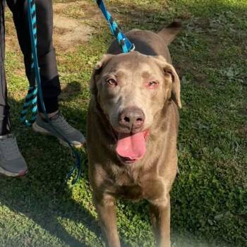 Bandit -  Labrador Retriever Dog for Adoption in Phoenixville, Pennsylvania - Bandit | PetCurious