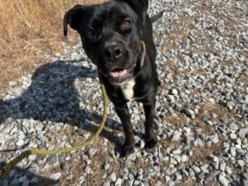 Suga Suga -  Pit Bull Terrier and Mixed Breed Dog for Adoption in Atlanta, Georgia - Suga Suga | PetCurious