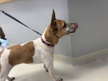 Rat Terrier Dogs Available for Adoption in Santa Cruz, California - LUNA | PetCurious