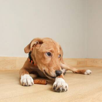 Mountain Cur and Labrador Retriever Dogs Available for Adoption in Minnetonka, Minnesota - Ryker D68798 | PetCurious