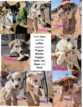 Coffee Puppy MALE -  Siberian Husky Dog for Adoption in Cedar Crest, New Mexico - Coffee Puppy MALE | PetCurious