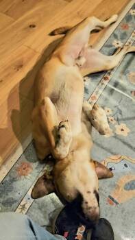 German Shepherd Dog and Golden Retriever Dogs Available for Adoption in Huntington Beach, California - Harley | PetCurious