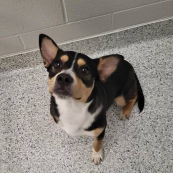 Cardigan Welsh Corgi Dogs Available for Adoption in Fort Wayne, Indiana - Zoomie | PetCurious