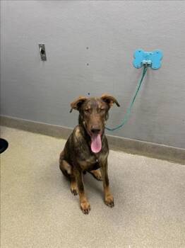 Doberman Pinscher and Mixed Breed Dogs Available for Adoption - GLOBGOR | PetCurious