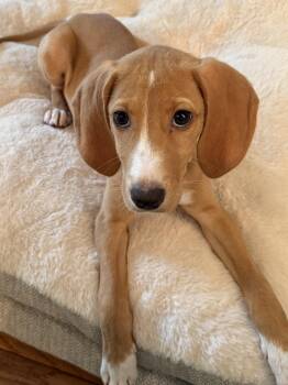 Donut (Previously Elsa 2026 E2) courtesy post -  Hound Dog for Adoption in Frederick, Maryland - Donut (Previously Elsa 2026 E2) Courtesy Post | PetCurious