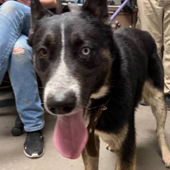 Husky and Shepherd Dogs Available for Adoption - Billy | PetCurious