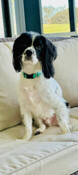Rescue English Cocker Spaniel Dogs for Adoption in Lynn Haven, Florida - Oscar | PetCurious