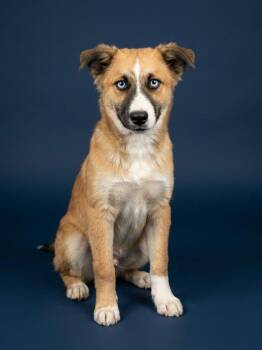 Jesse the Aussie mix -  Australian Shepherd Dog for Adoption in Muskego, Wisconsin - Jesse The Aussie Mix | PetCurious