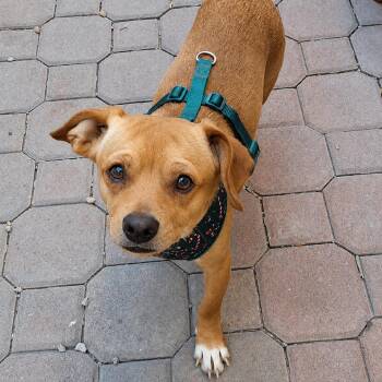 Creek aka Charlie -  Dachshund and Chihuahua Dog for Adoption in Las Vegas, Nevada - Creek Aka Charlie | PetCurious