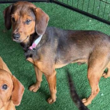 Winston -  Dachshund and Mixed Breed Dog for Adoption in Homewood, Illinois - Winston | PetCurious