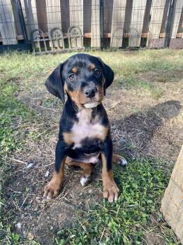 Rolo -  Hound and Australian Cattle Dog Blue Heeler Dog for Adoption in Barnhart, Missouri - Rolo | PetCurious