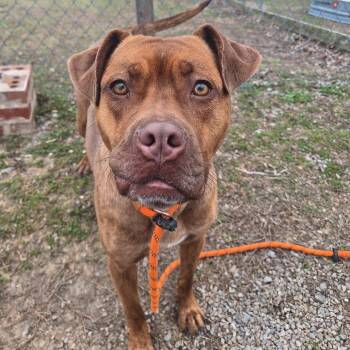 Mixed Breed Dogs Available for Adoption - Princess | PetCurious