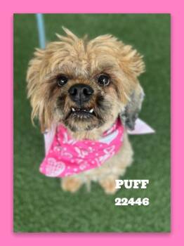 PUFF -  Terrier Dog for Adoption in Marietta, Georgia - PUFF | PetCurious