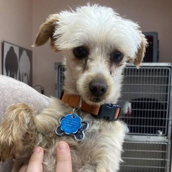 Maltese and Miniature Poodle Dogs Available for Adoption in Columbus, Georgia - Benji | PetCurious