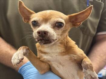 Chihuahua Dogs Available for Adoption in San Bernardino, California - MAALIK | PetCurious