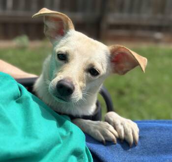 Priscilla -  Terrier Dog for Adoption in Lawrenceville, Georgia - Priscilla | PetCurious