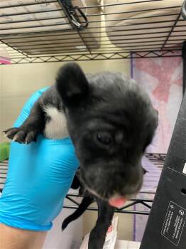 Rescue American Staffordshire Terrier Dogs for Adoption in San Antonio, Texas - OFELIA | PetCurious