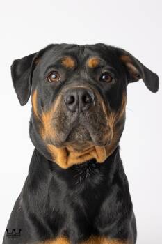 Rottweiler Dogs Available for Adoption - Clea | PetCurious