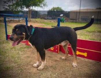 Hound Dogs Available for Adoption in Pleasanton, Texas - Howard Edward Butt (Howie) | PetCurious