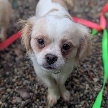 Porthos -  Mixed Breed Dog for Adoption in West Olive, Michigan - Porthos | PetCurious