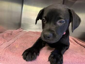 POSH SPICE -  American Staffordshire Terrier and Mixed Breed Dog for Adoption in Grand Prairie, Texas - POSH SPICE | PetCurious