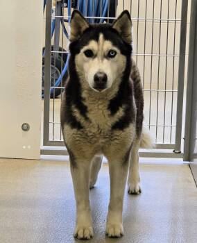 Siberian Husky Dogs Available for Adoption - 26-103 | PetCurious