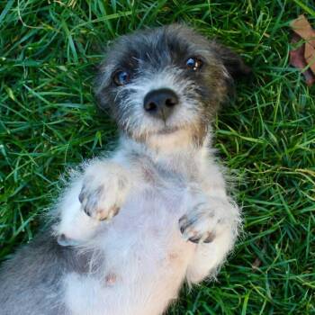 Terrier Dogs Available for Adoption - Pixie | PetCurious