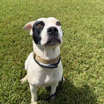 Zara -  Labrador Retriever Dog for Adoption in Pearland, Texas - Zara | PetCurious
