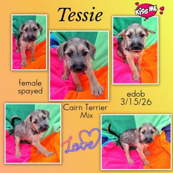 Tessie WA14425-T -  Yorkshire Terrier and Australian Terrier Dog for Adoption in Missouri City, Texas - Tessie WA14425-T | PetCurious