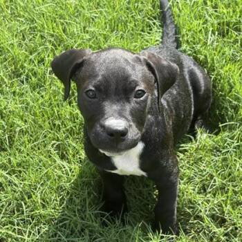 Bluto -  English Bulldog and Mixed Breed Dog for Adoption in Atlanta, Georgia - Bluto | PetCurious