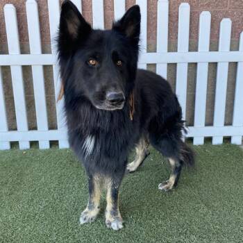WALTER -  German Shepherd Dog Dog for Adoption in Modesto, California - WALTER | PetCurious